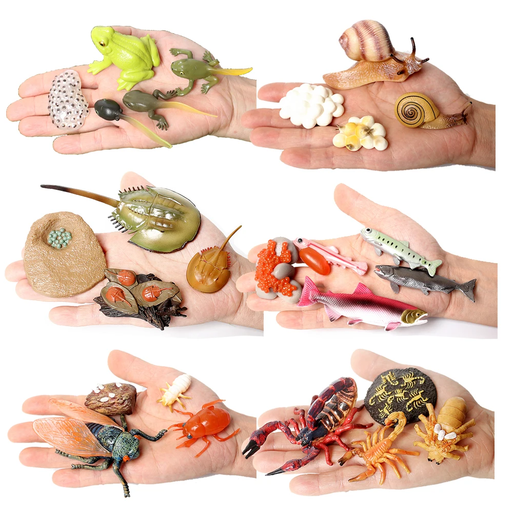 The life cycle Animals toys set Toy animals Figures Montessori Action Figure Kids Gifts Mini Figurine Plastic Insects Toys Games