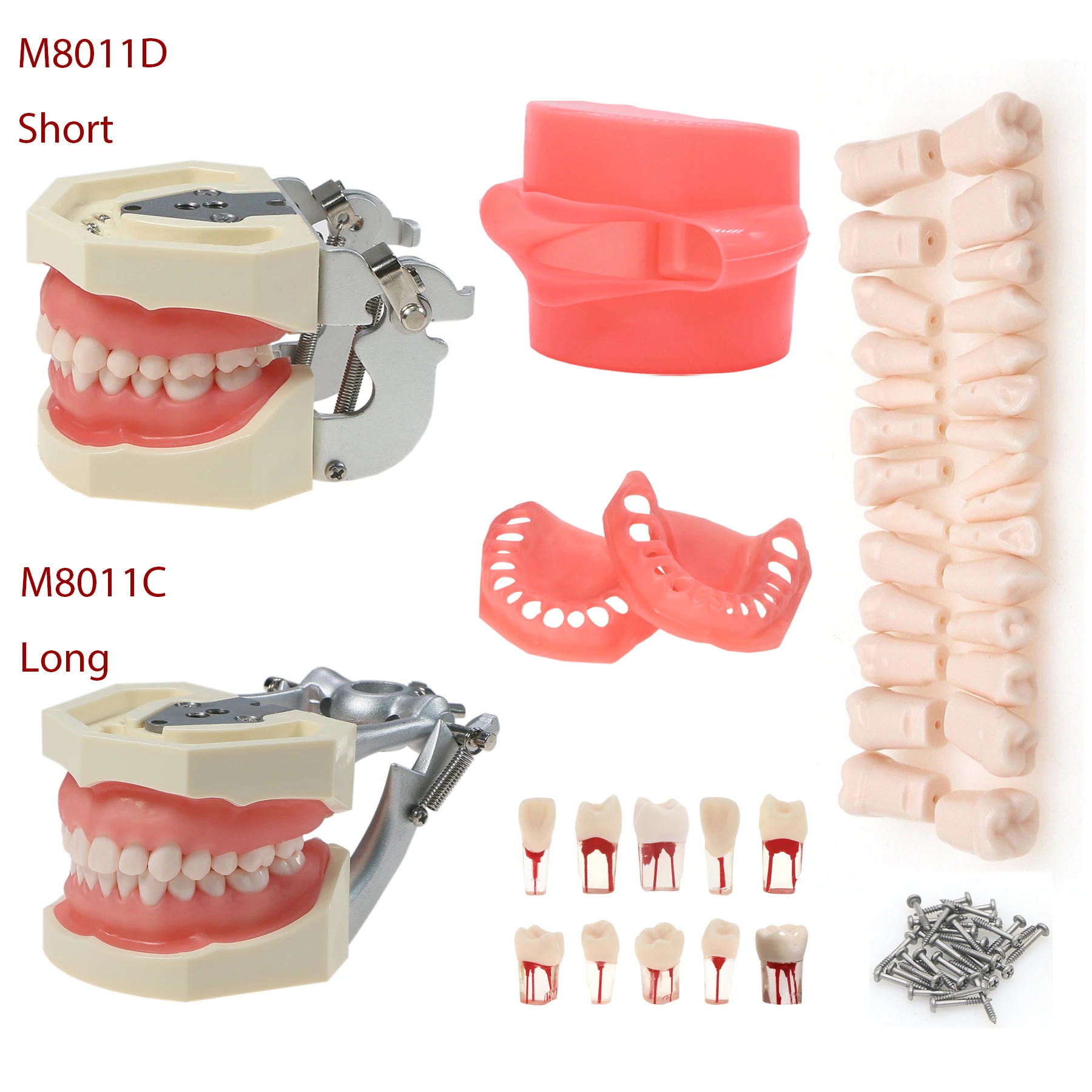 

M8011C/M8011D Dental Typodont Model With 28 Removable Screw-in Replacement Teeth fit Kilgore Nissin 200 Type