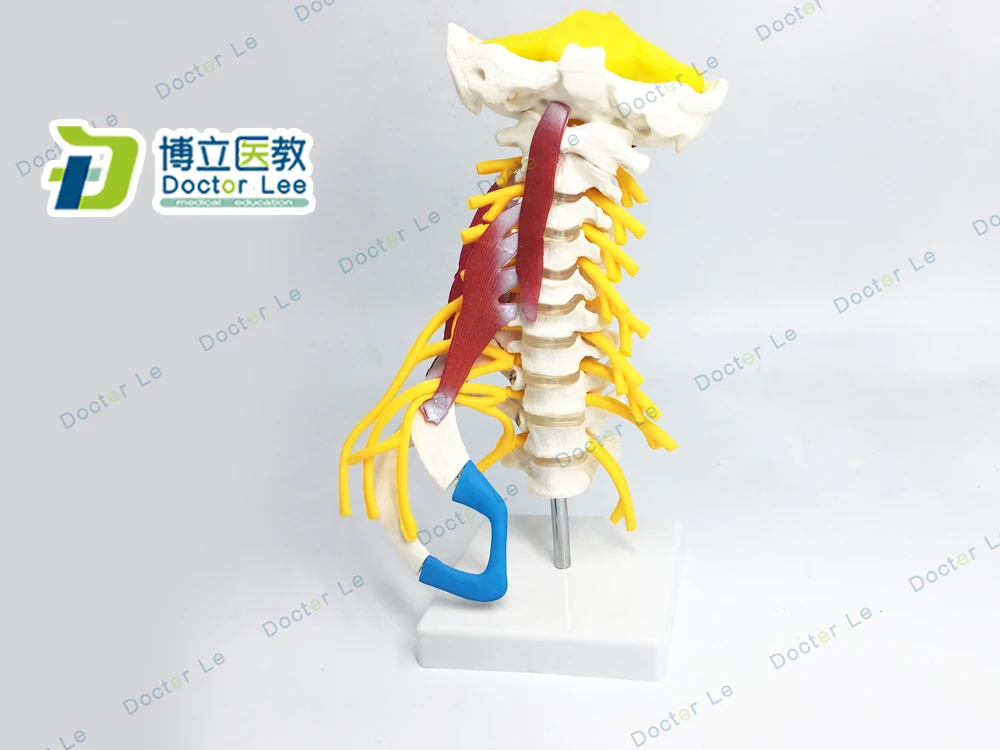 Human Cervical Spine Model Cervical Vertebrae Neck Muscle Model Cervical Nerve Intervertebral Disc Model