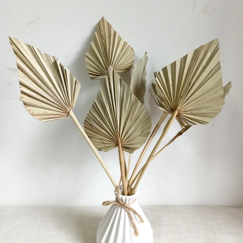 1/2PCS Palm Fan Leaf Dried Flower Palm Leaves In Different Shapes Pampas Grasses Branches DIY Wedding Decorations Home Decora