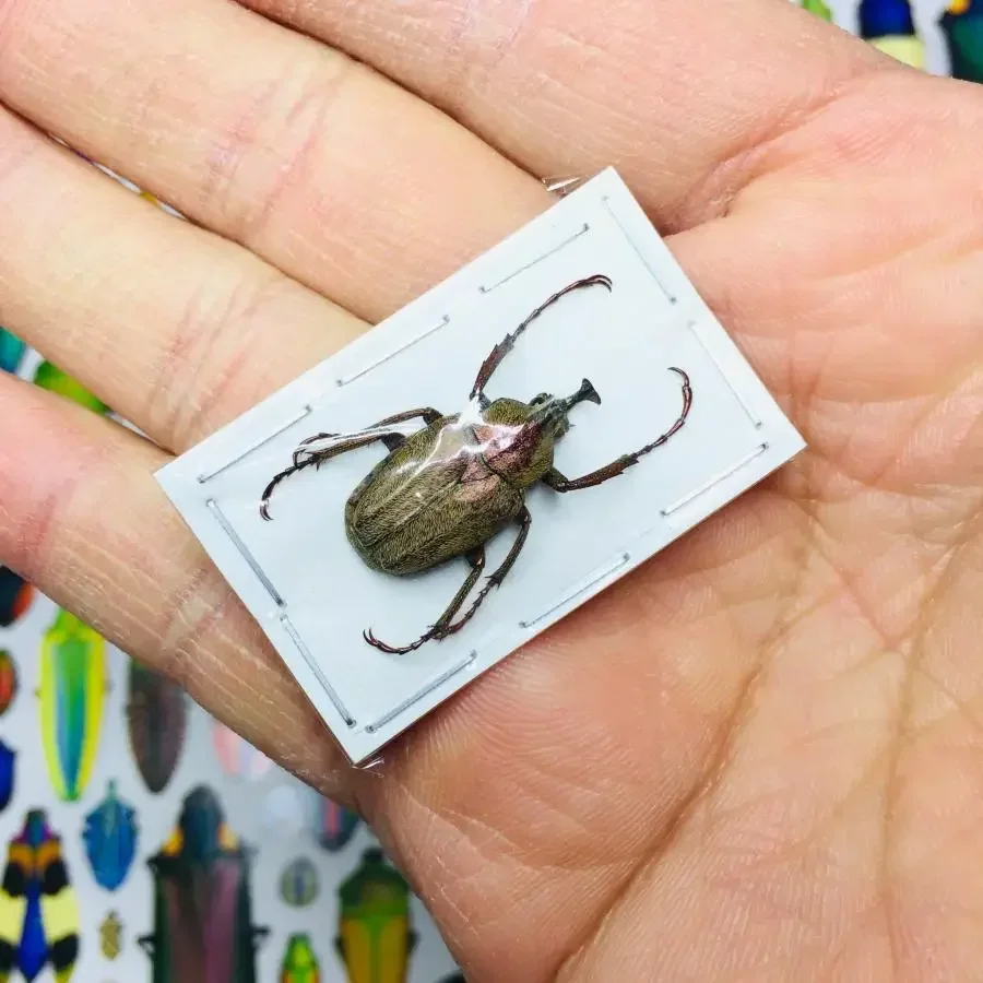 1PC Real Scarab Specimen Insect Beetle Artwork Mosaic Collection Science Education Home Decoration Statues for Decoration