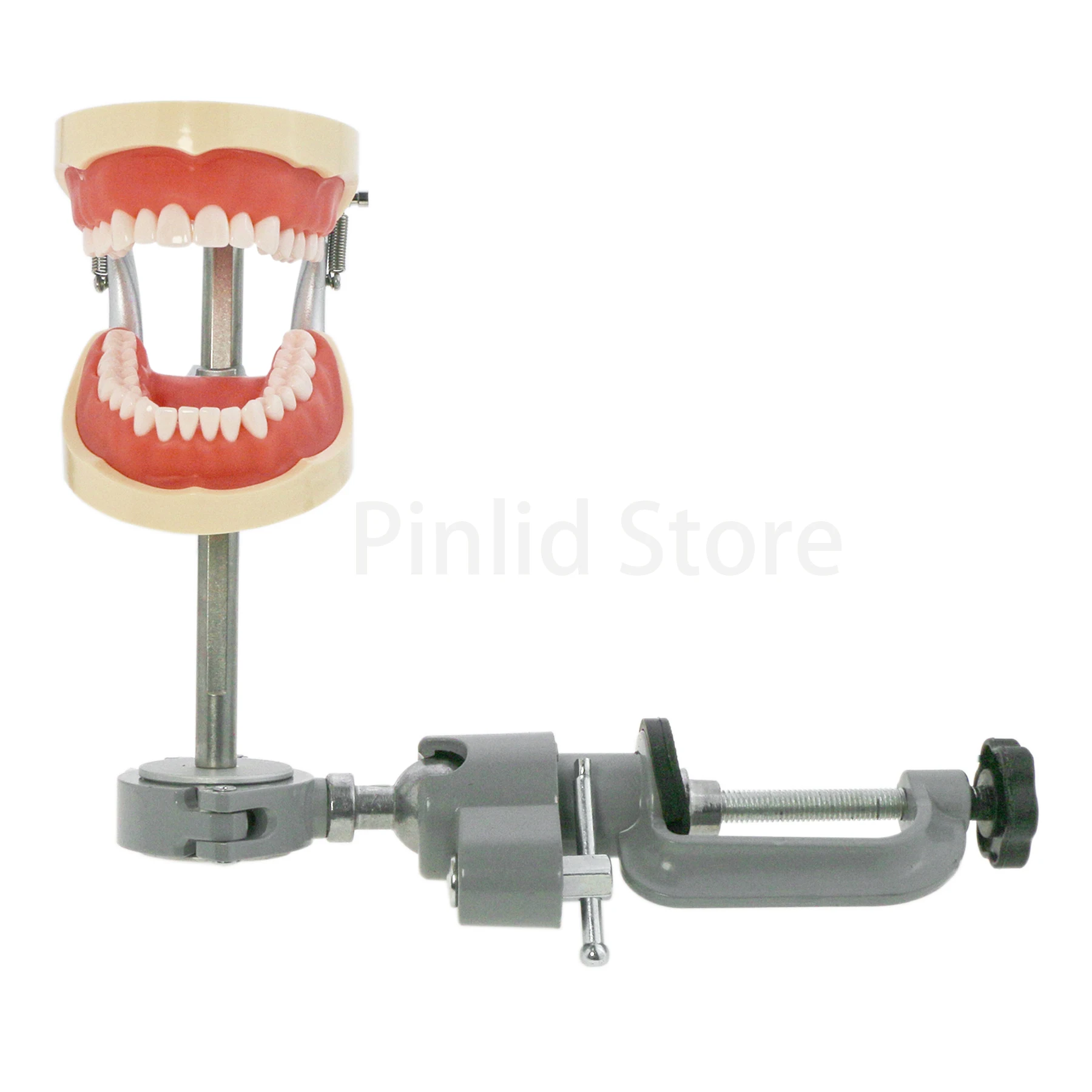 Dental Typodont Model With Removable Screw-in Teeth Kilgore NISSIN 200 Type 8012 32 Teeth