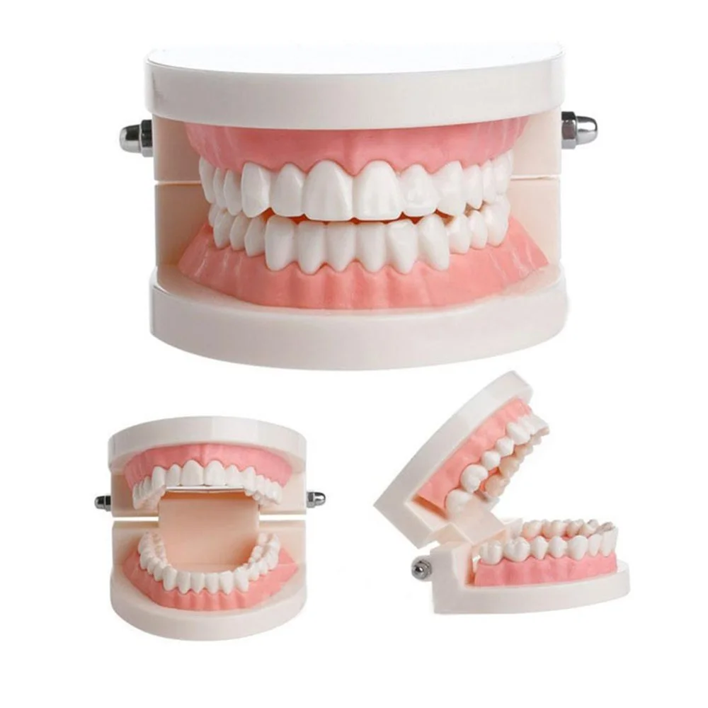 Dental Teeth Model Dentist student Model for Teaching Dentistry Material Dentist Tools Dental Lab Model