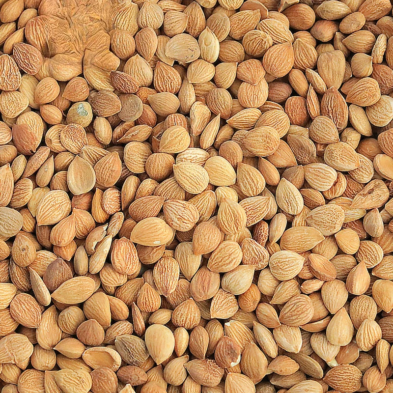 วัตถุยาจีนอัลมอนด์เหนือ