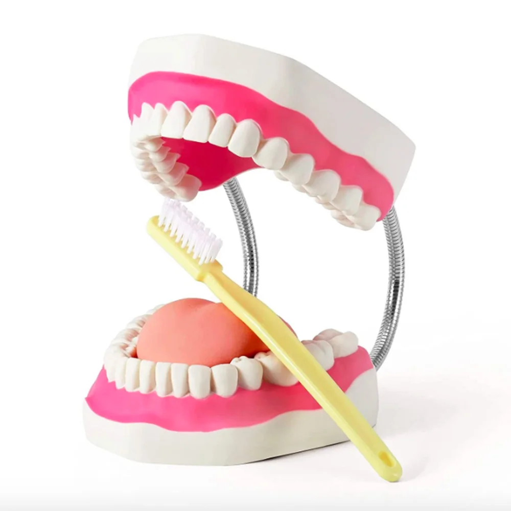 

Большая анатомическая модель зубов, 6-кратная зубная гигиена, съемная зубная щетка для языка