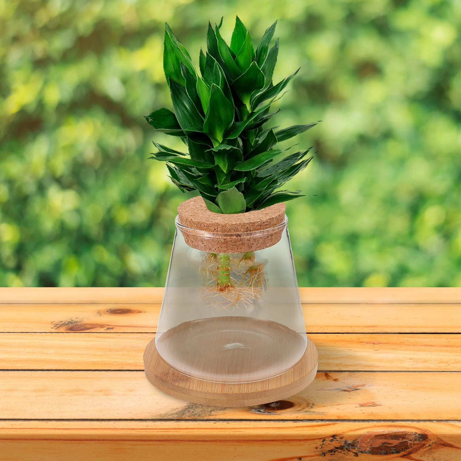 

GANAZONO Clear Glass Mini Fish Tank with Wooden Lid Bamboo Mat Hydroponic Vase for Office Decor Aquarium