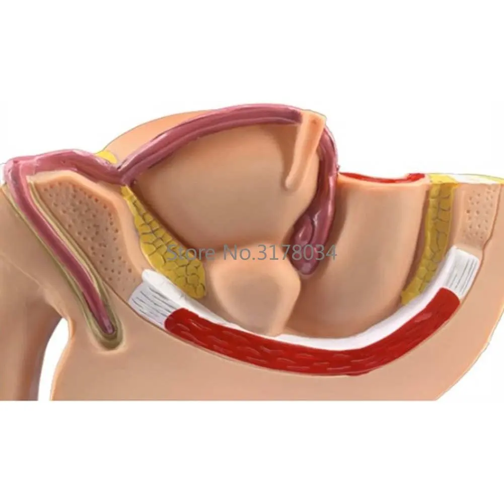 Male Pelvic Cavity Sagittal Section Model Human Reproductive System Genital Organ Demonstration Teaching Anatomical Model