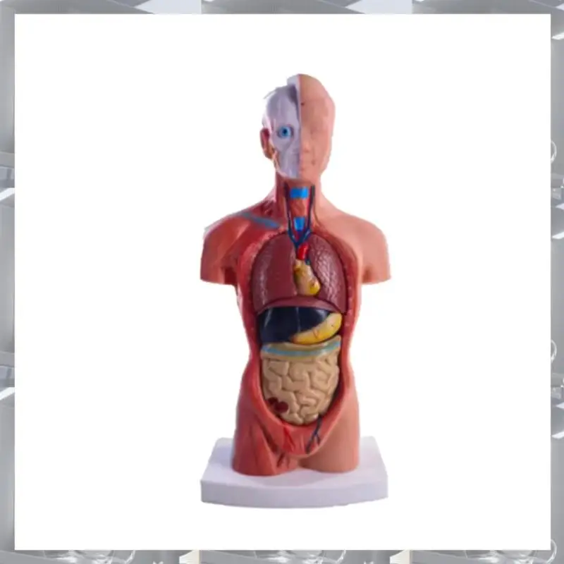 

Hot Selling-Torso Mannequin Anatomy Doll 15 Removable Parts Educational Organ Model Human Internal Organ Anatomy Model,Torso Man