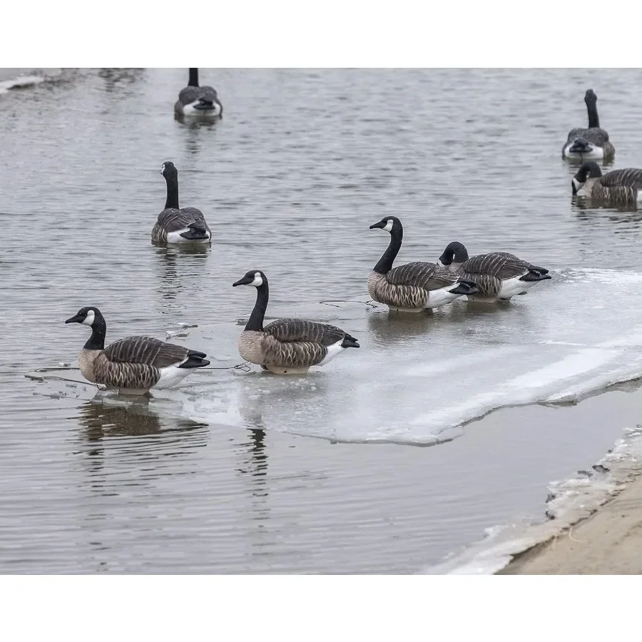 كندا أوزة العائمة الصيد الأفخاخ بواسطة Heyday 100% HydroFoam 4 حزمة فائقة واقعية دائم أوزة الصيد الأفخاخ #3