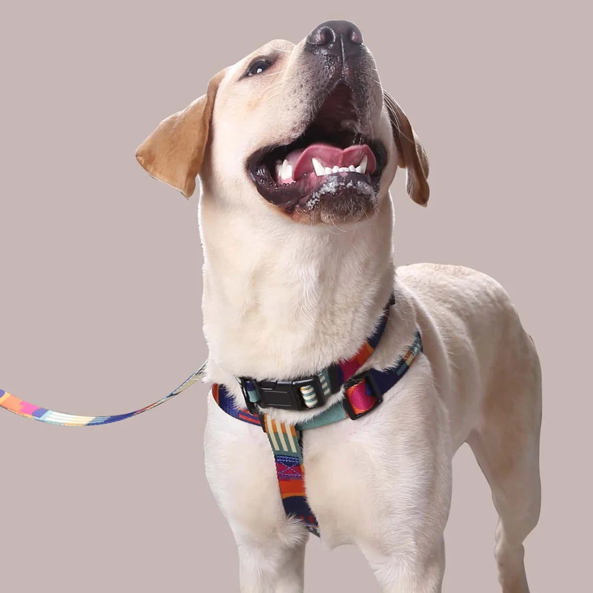 Dog Harness and Leash - Abstract Patchwork Colors - Comfortable Adjustable Size - Suitable for Dogs Outdoor Activities