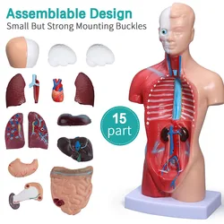 Medical Torso Human Body Model Anatomy Doll 15 Removable Parts Education Organs Model for Teaching Study Tool