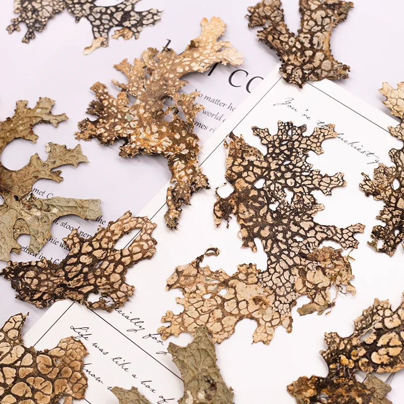 4 قطع، زهرة طبيعية مضغوطة على شكل لحاء نادر - لوازم فنية كلاسيكية على شكل زهرة مجففة يمكنك صنعها بنفسك لصنع بطاقات القصاصات وإطار صور الحرف اليدوية #4