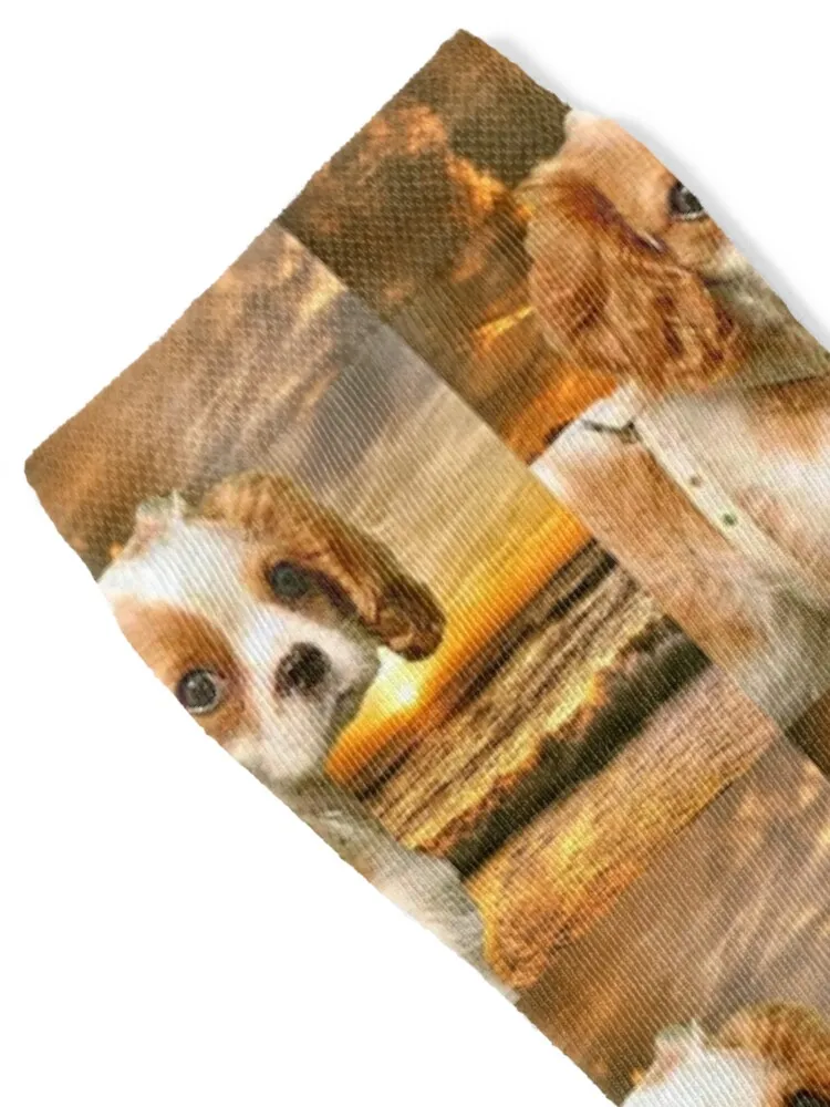 Cavalier King Charles Spaniel Sokken Thermisch Man Winter Tennis Hiphop Designer Man Sokken Dames