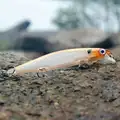 Fishlure-07