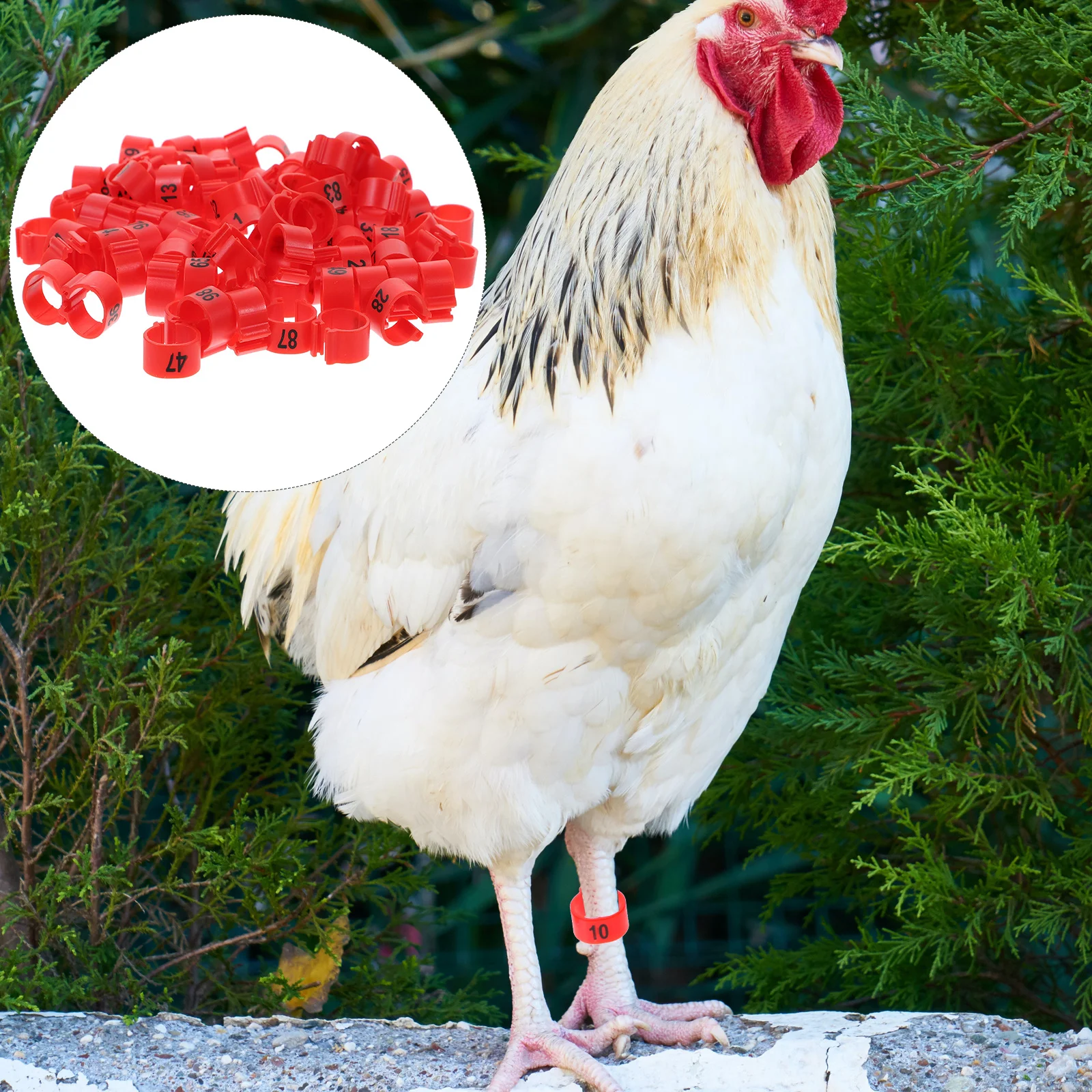 

100Pcs Pigeon Leg Markers Numbered Aluminum Identification Bands for Racing Pigeons Private Bird Identification