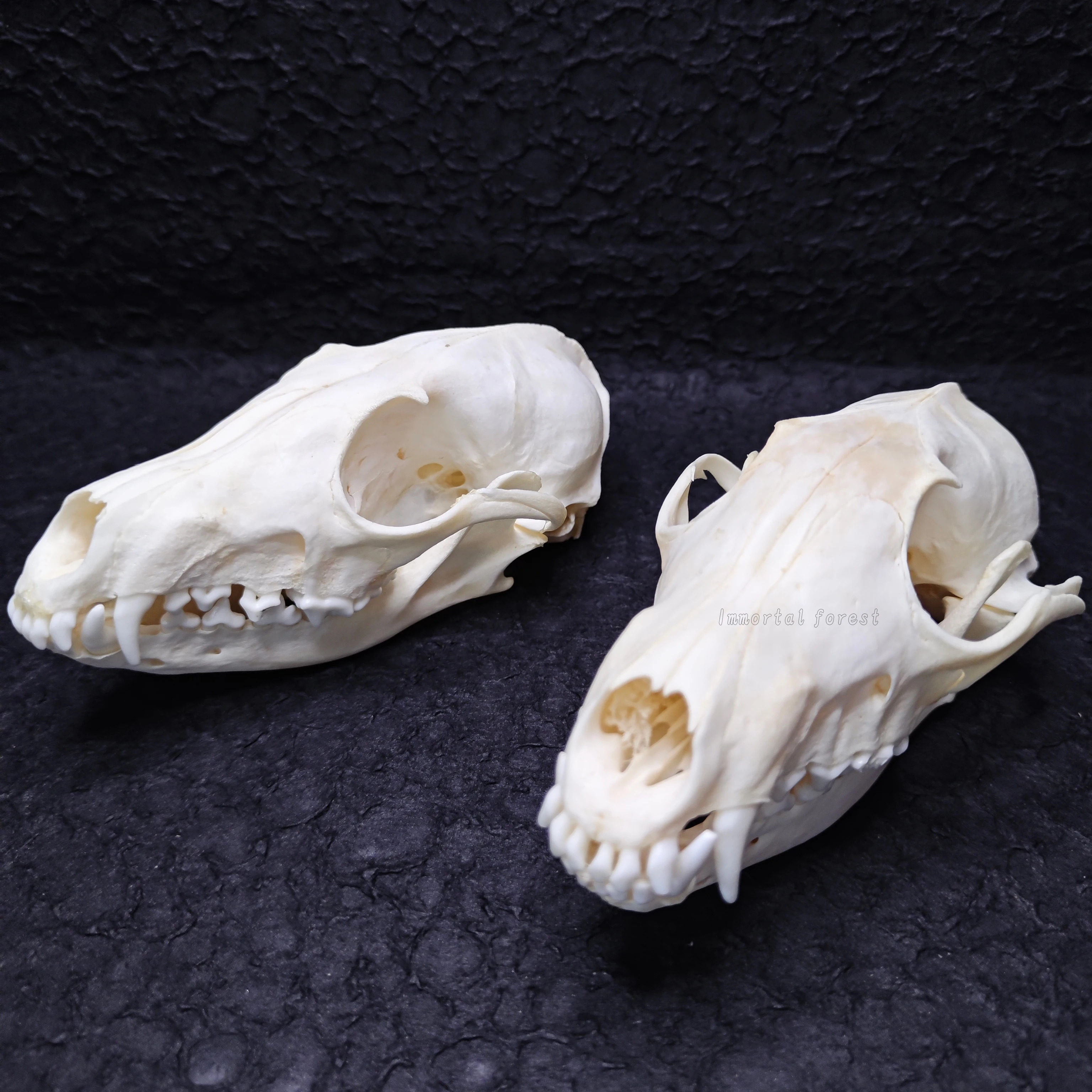 2 pcs Real Fox Skull Animal Bone Specimen Home Furnishing Decoration Garden Ornament