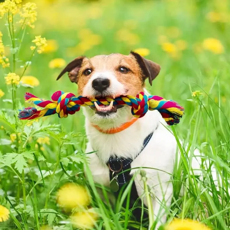 Thumbnail 2 - #74 Latest Dog Chew Toys Offers