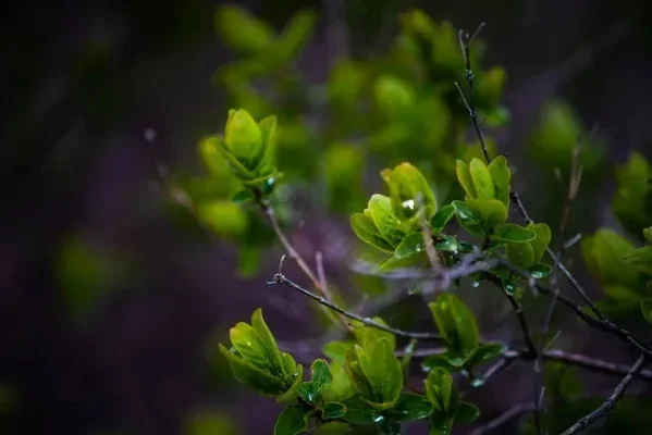 

100pcs/Set Bottle Buckle Holders ABS Plastic Drink Clips Cocktail Snaps For Beer Glass Bottle Buckle Holders Beer Barware