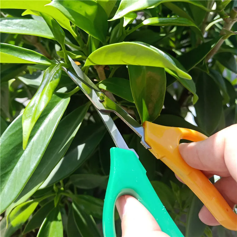 Gardening Tool Scissors Two-color Branch Bonsai Scissors Elbow Rare Fruit Picking Grape Scissors Picking Tool Garden ピッキング 원예가위