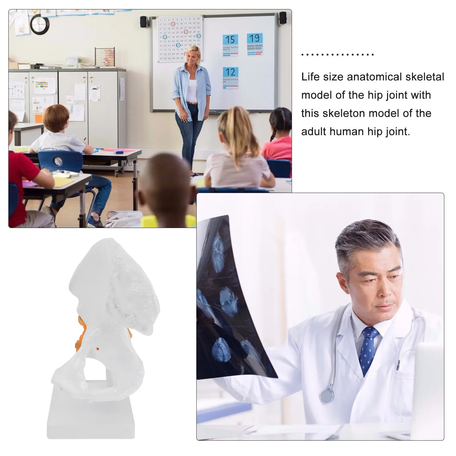 1Pcs Hip Size Anatomical PVC Adult Human Hip Bone Teaching Visual Aid for Schools Hospitals Doctors Nurses