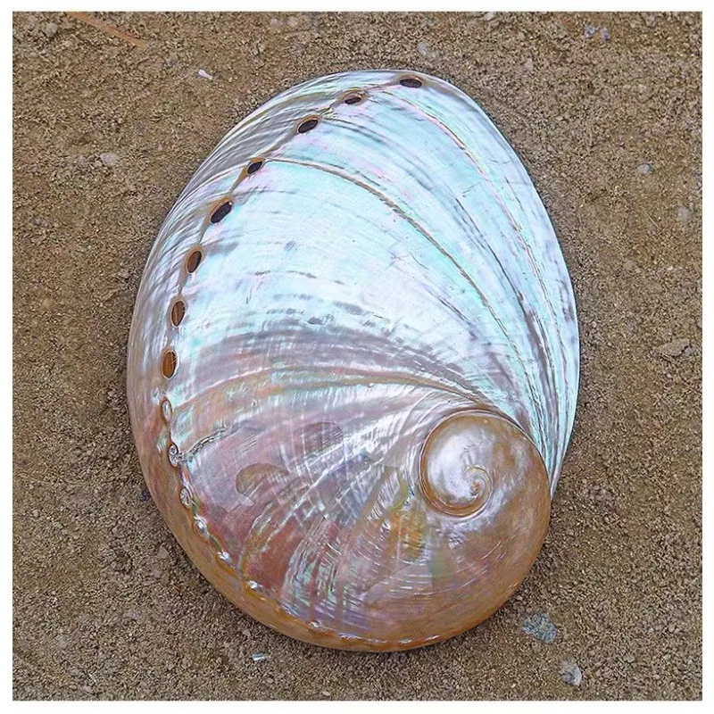 5-6 inches Premium Natural Abalone (Pāua) Shell for Smudging Cleansing Home Meditation ShellCrafts 100% Natural Sustainable.