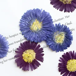 60pcs Pressed Dried Symphyotrichum novi-belgii Flower Herbarium Resin Epoxy Jewelry Card Bookmark Frame Phone Case Makeup Lamp