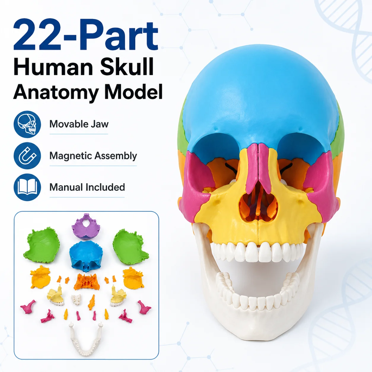 22 Part Human Skull Model Life Size Anatomical Teaching Model Color Coded Bones Movable Mandible for Anatomy Learning