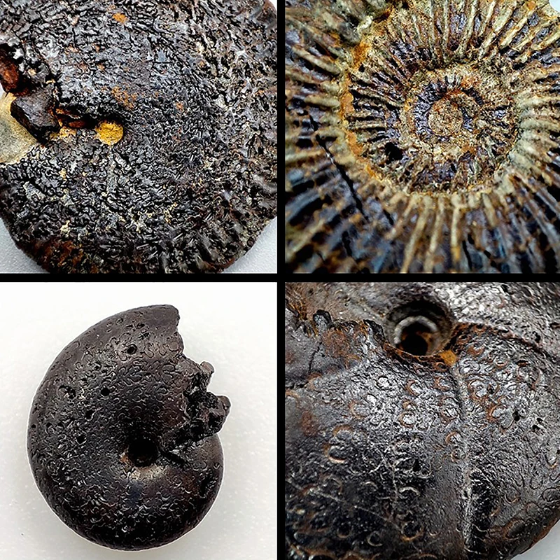 5 Stück alte Meeres lebewesen Fossilien Roh steine Cephalopoda Probens ammlung Ornamente Wohn accessoires Lehrprobe