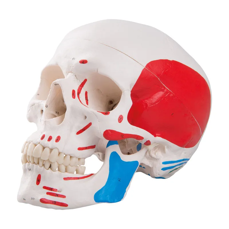 Colored Human Skull Head Anatomy Model Medical Teaching Tools Drop Shipping