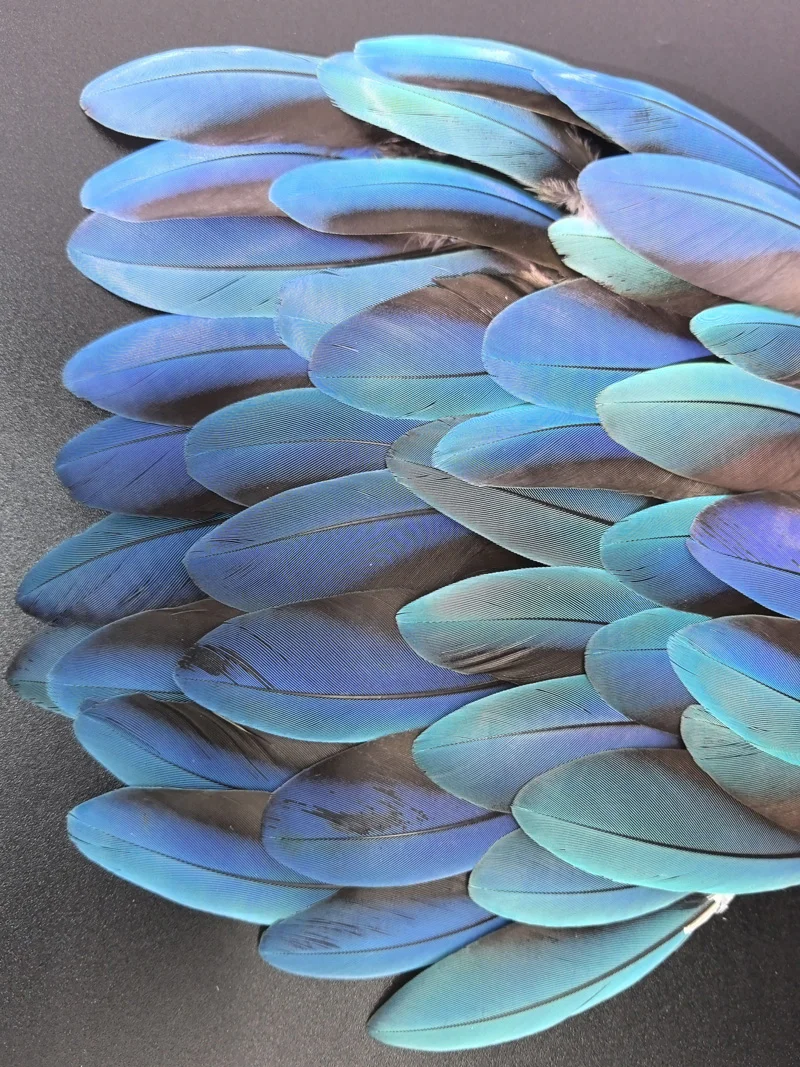 

10 шт./лот! Редкие яркие синие перья попугая длиной 7-10 см, маленькие перо попугая для декоративных аксессуаров для ожерелья, завязывания мушек