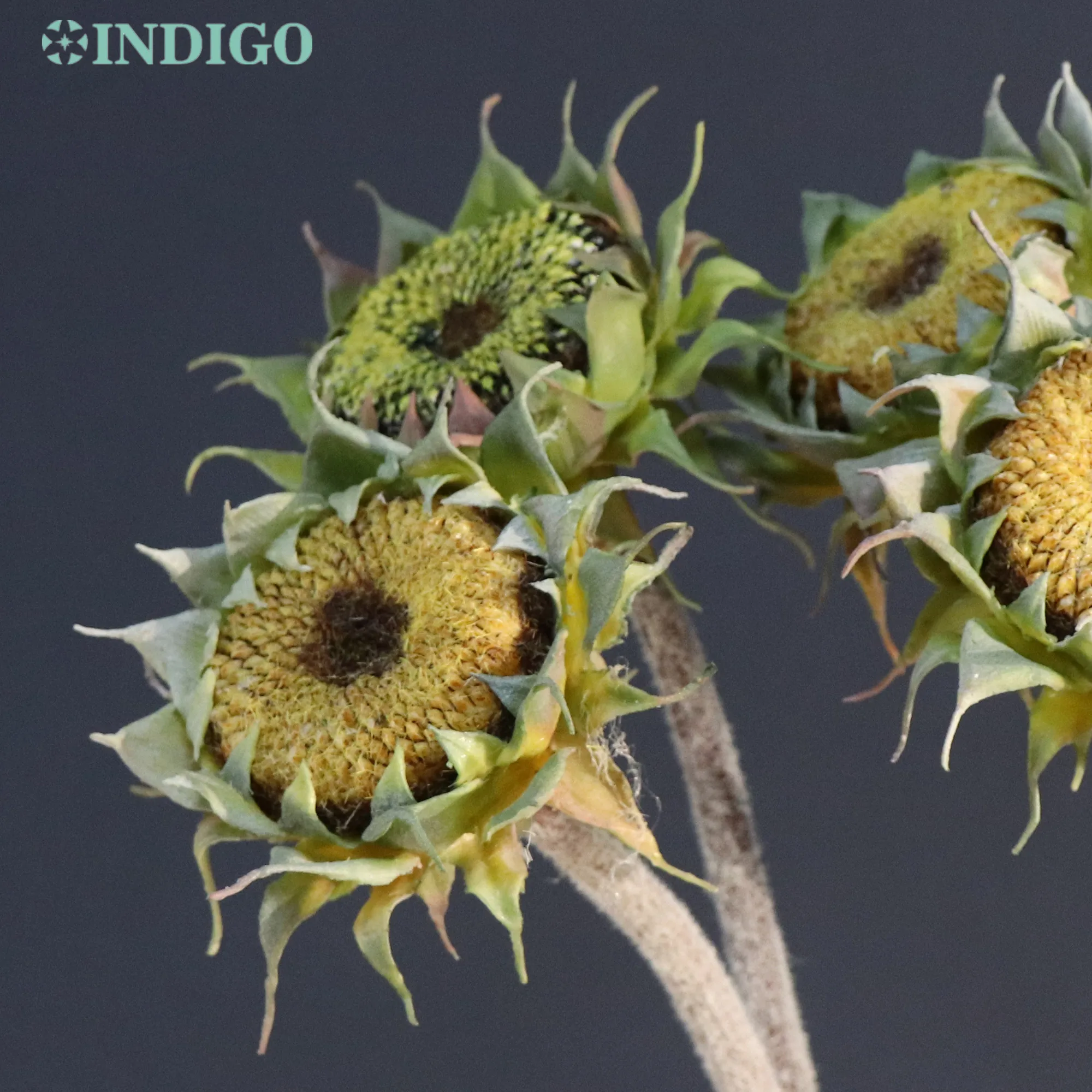 INDIGO-Yellow Sunflower for Table Decoration, Beautiful Flower for Event and Party, Real Touch Plastic, Large Size, 60cm