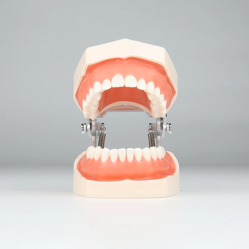 

Dental Typodont Teeth Model 28pcs/32pcs Removable Teeth Compatible with Nissin Detachable with a Screwdriver for Teaching Study