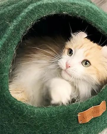 cat cave