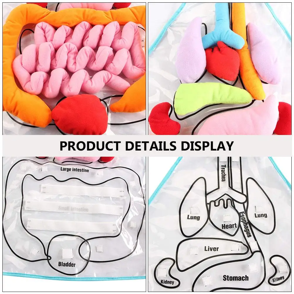 1 conjunto de avental educacional para gans humanos, ferramenta de ensino para crianças, modelo de anatomia corporal, material de poliéster, blocos técnicos de construção