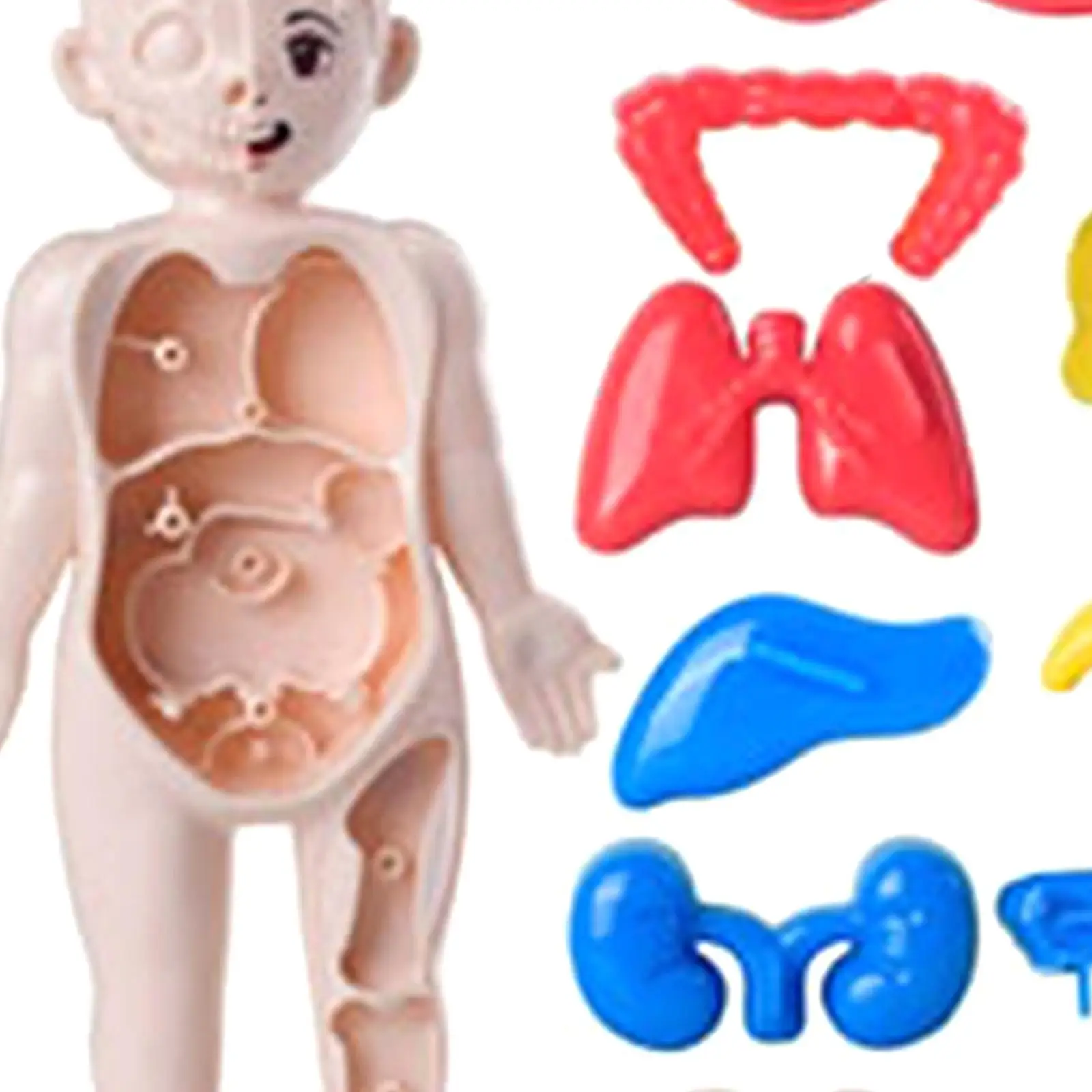 Conjunto de brinquedos para ensino de corpo humano, órgãos removíveis com 14 peças de conscientização de órgão corporal humano para ferramenta de ensino, presente de aniversário