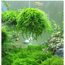 5cm acquario serbatoio di pesce Media muschio palla filtro per piante vive filtrazione Decor decorazione domestica natura pianta marina