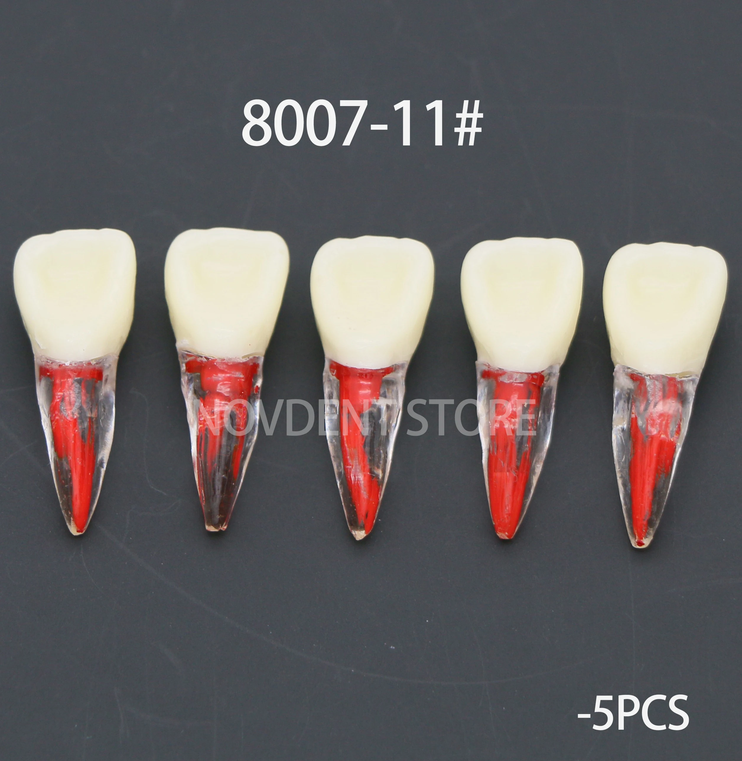 Dental Teeth Root Canal Model M8007 RCT Practice for Endodontic Study Training orthodontic teeth odonatological