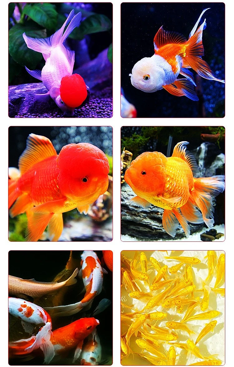 XINGYUNXIAOYU Goldfish Food Floating Pellets - Small Size for Fancy Varieties (Lionhead, Ranchu, Oranda & Comet) - view 6