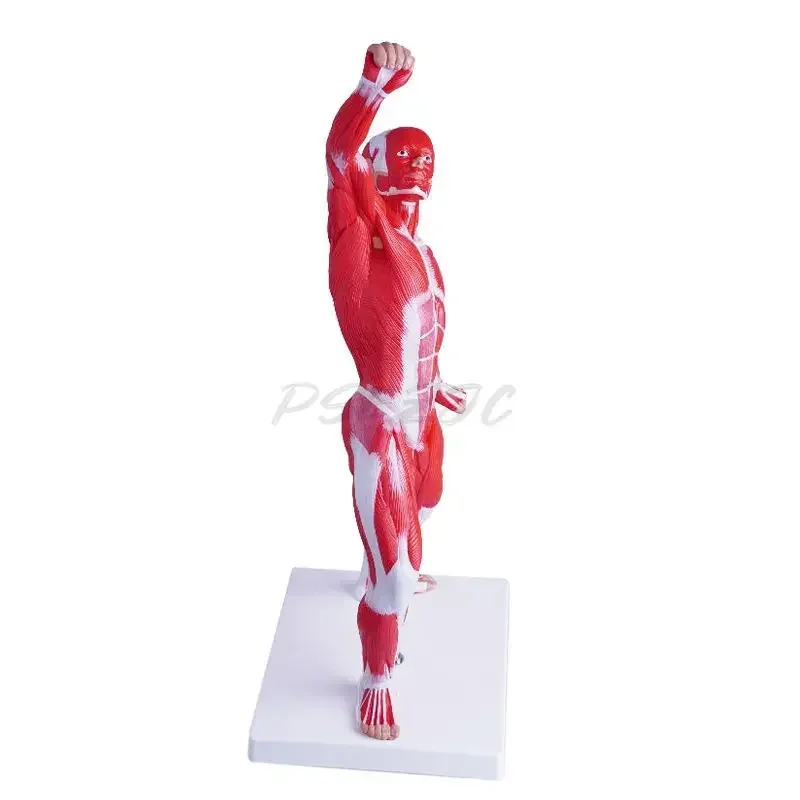 50cm Human Body Model Anatomy Medical Teaching Tool Anatomy Model Teaching Tool