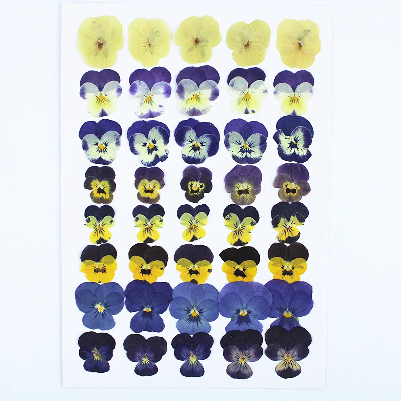 Handmade DIY Material Kit: Plant Specimen Frame, Pressed Flower Stickers, Pansy and Viola Combination, Assorted Sizes, Dried Flower Set
