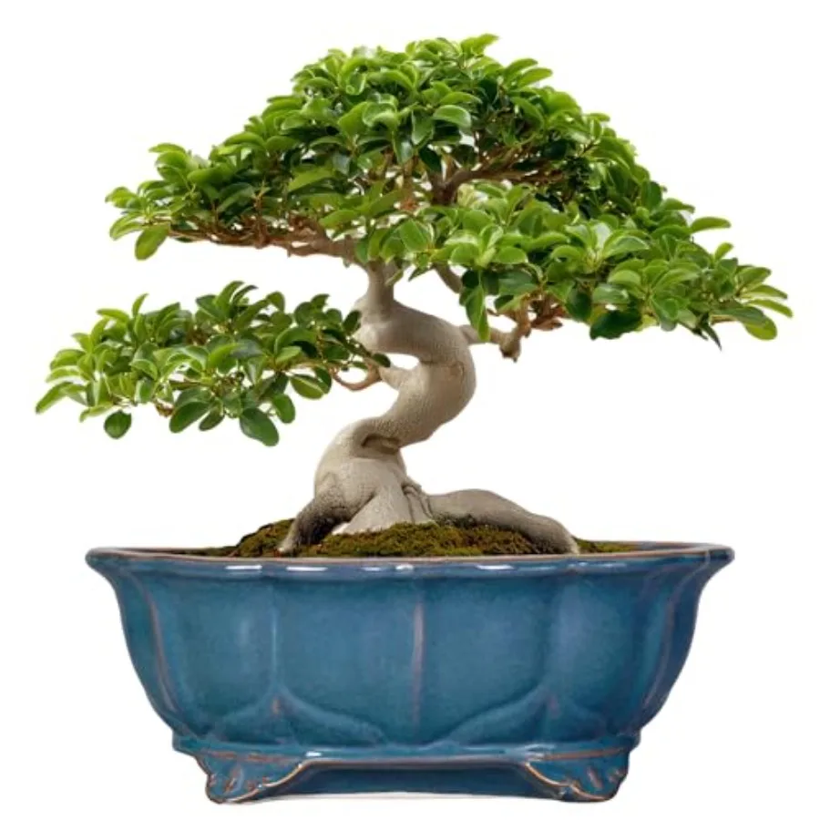 

Керамические горшки для бонсай - овальные горшки для растений 13,2 дюйма, большие горшки для суккулентов с дренажным отверстием, декоративные кашпо для дома