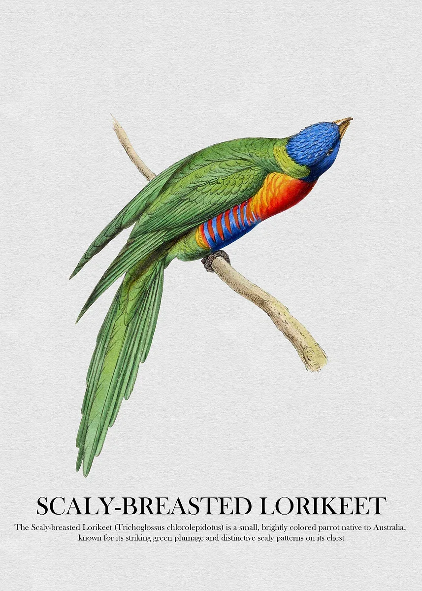 Bright Colors Birds Subject Hummingbird Birds Blue Macaw Posters Woodland Wildlife Canvas Paintings Wall Art Pictures Home Decor