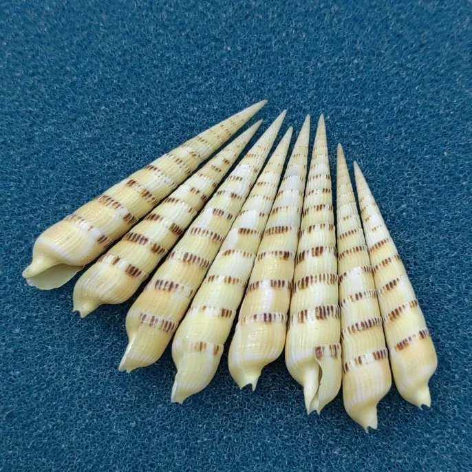 Turritella Terebra Natural Shell Conch Fish Tank Landscaping DYI Jewelry Shooting Props Crafts Ocean Decor Seashells 5-6cm
