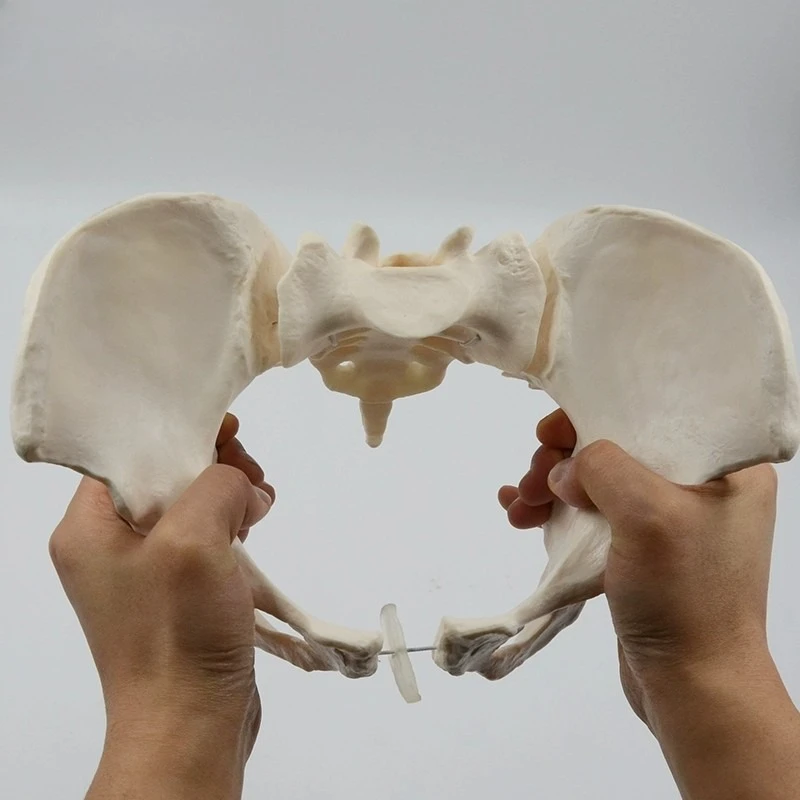 

1:1 Life Size Female Pelvis Model Human Skeleton Model