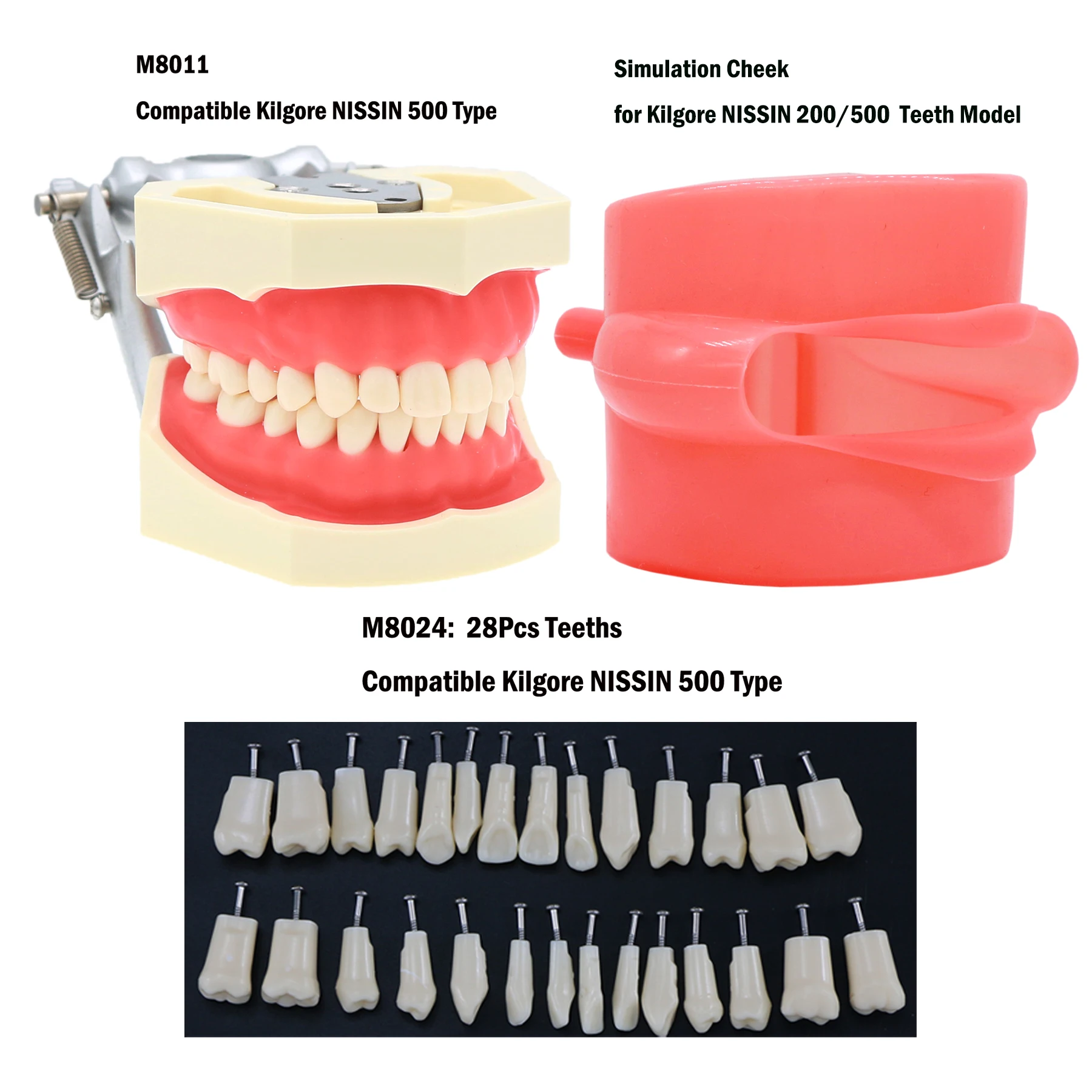 Dental Typodont Teeth Model 28Pcs Removable Tooth Fit Kilgore NISSIN 500 Type Simulation Cheek Soft Rubber For Practice