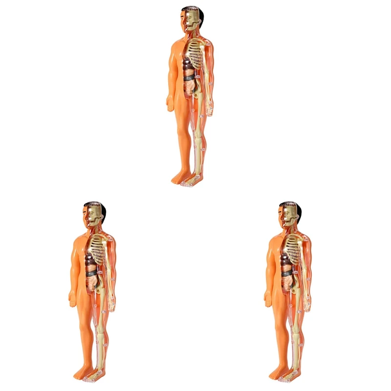 3X 3D Human Body Anatomy Model Children Plastic DIY Skeleton Toy Science Early Learning Aids Educational Toys