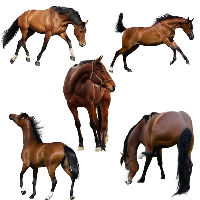 Brown steed Beautiful horses stickers for Room decoration car hood Poster Self Adhesive Removable