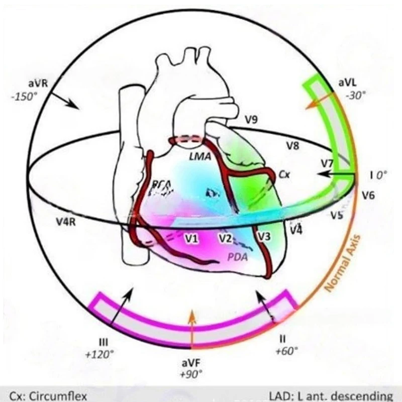 ECG إيقاع بطاقة الجيب بطاقة الجيب ل ECG مسطرة قياس ذاتية دليل دراسة عظيم تخطيط القلب لاستخدام ممرضة المستشفى #5