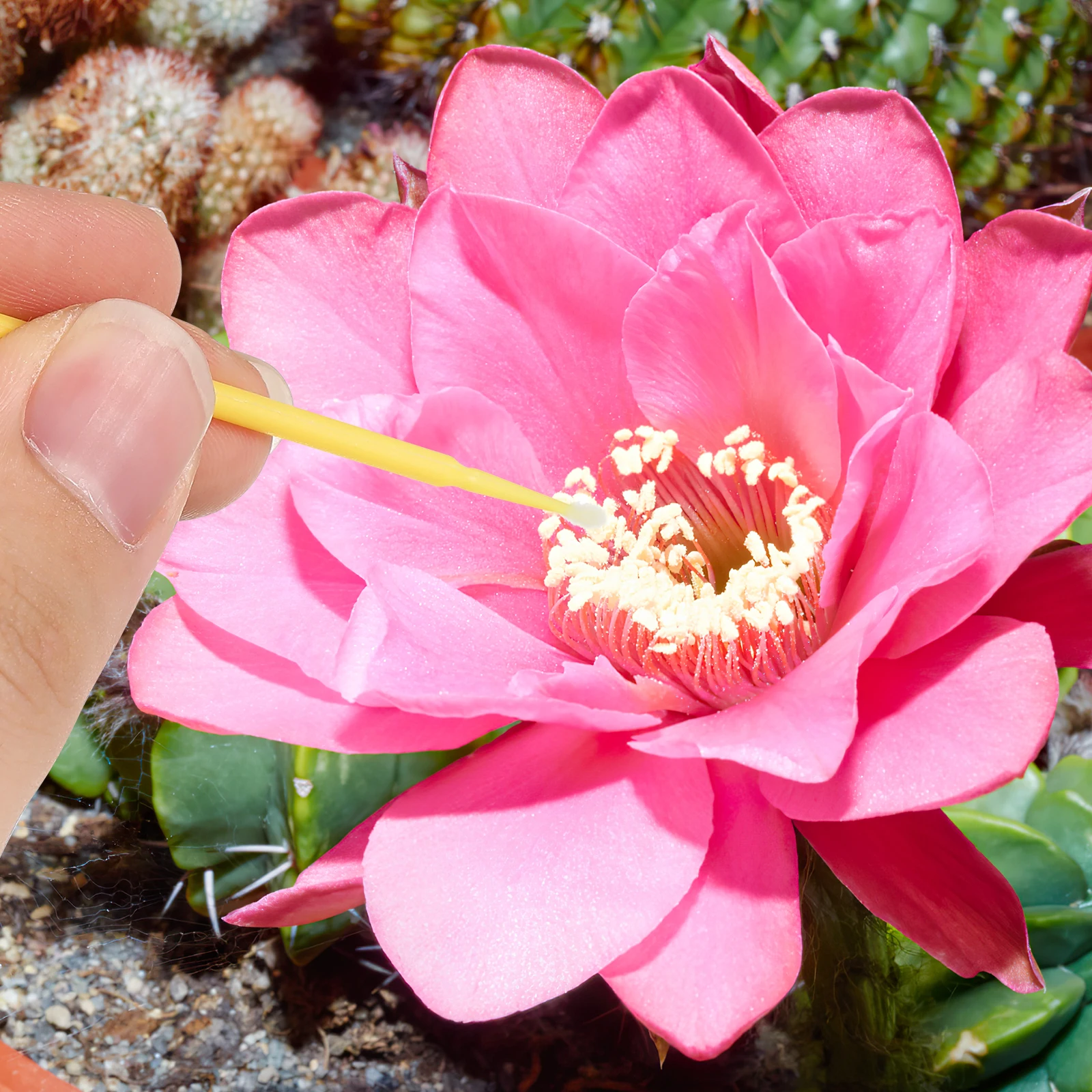 

100pcs Pollination Pen Tool Vegetable Fruit Succulent Plant Pollinator Hand Yard Self Bees Tools Chalk Yellow Indoor