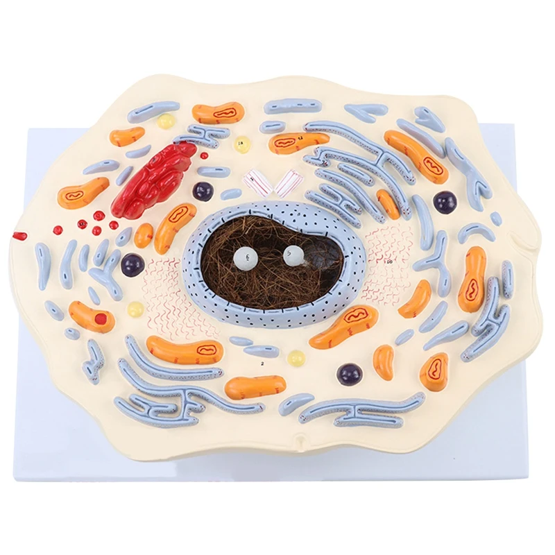 Animal Cell Model Microstructure Anatomical Model Middle School Biology Teaching Biological Cell Equipment Model